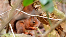 Eichhörnchen (10).jpg